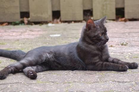 Huskat Taz - Faktisk var jeg løve i mit tidligere liv (= billede 15