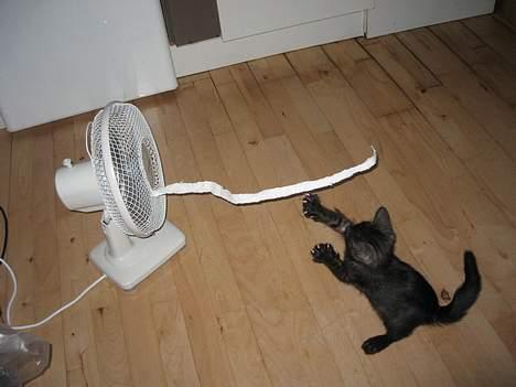 Huskat Taz - Jeg kan love for det blev et stort hit! hehe billede 16