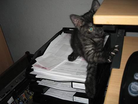 Huskat Taz - Det er MEGET spændene når mine fingre trykker på tasteturet :D billede 17