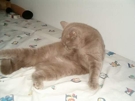 British Shorthair Trunte--Væk--Savner dig billede 15