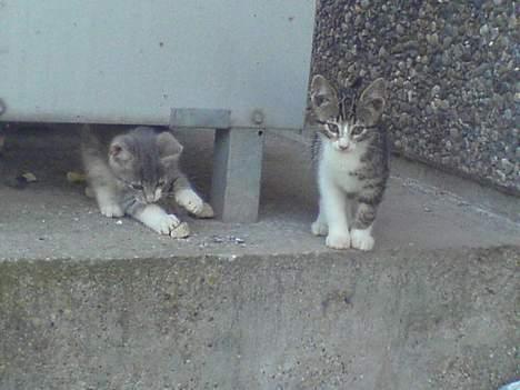 Blanding af racer Lille Mys Killinger  billede 1