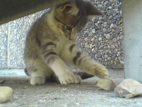 Blanding af racer Lille Mys Killinger  billede 2