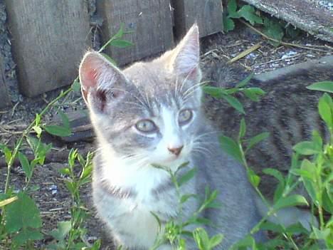 Blanding af racer Lille Mys Killinger  billede 4