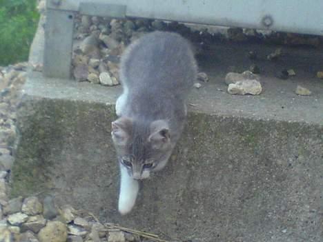 Blanding af racer Lille Mys Killinger  billede 6