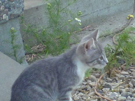 Blanding af racer Lille Mys Killinger  billede 7