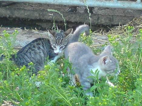 Blanding af racer Lille Mys Killinger  billede 8