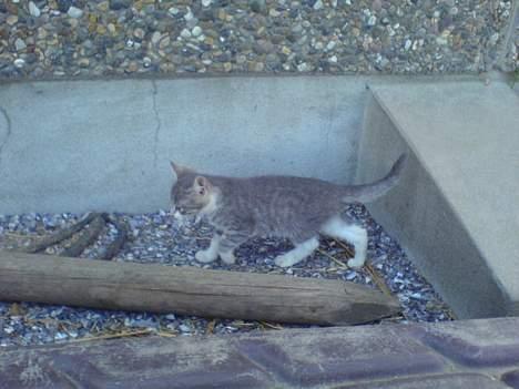 Blanding af racer Lille Mys Killinger  billede 9