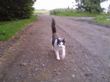 Blanding af racer Gråmis billede 12