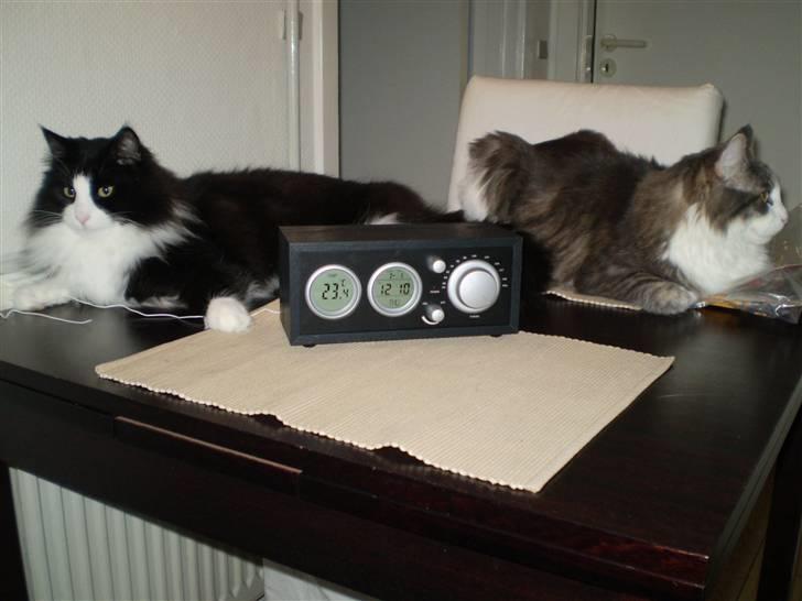 Norsk Skovkat Basil billede 6