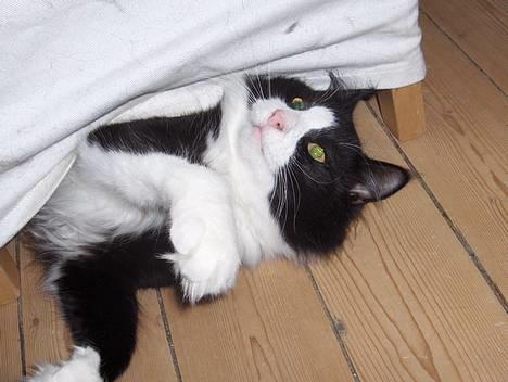 Norsk Skovkat Basil billede 7