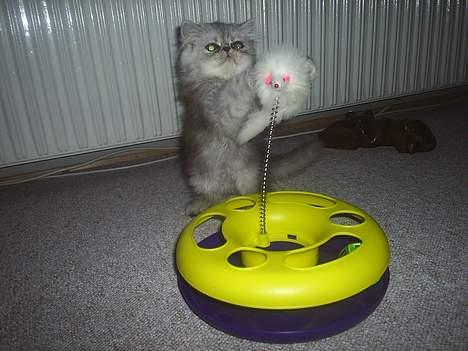 Perser Well-Done´s Sofus  - Uha jeg er en STOR farlig mis billede 8