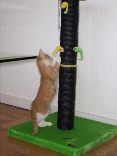 Huskat Tot - legetid billede 7