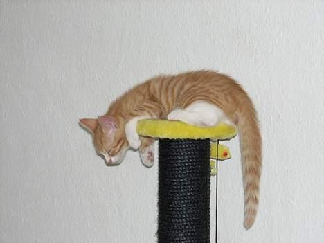 Huskat Tot - det var hårdt at lege......... tager lige en lille lur heroppe. billede 8