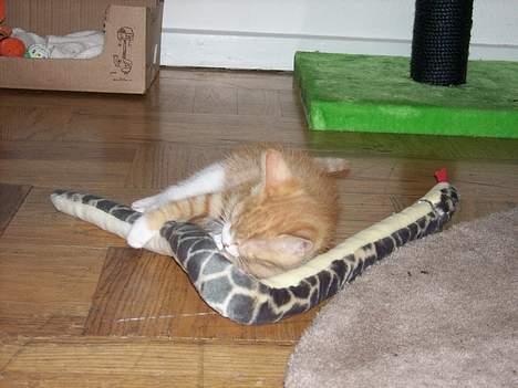 Huskat Tot billede 9