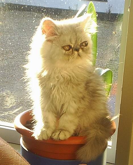 Perser Well-Done´s Sofus  billede 10