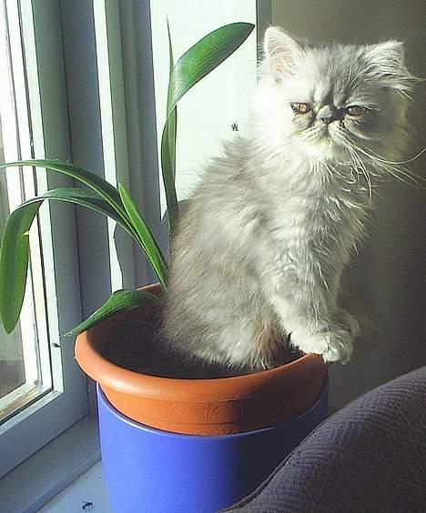 Perser Well-Done´s Sofus  billede 11