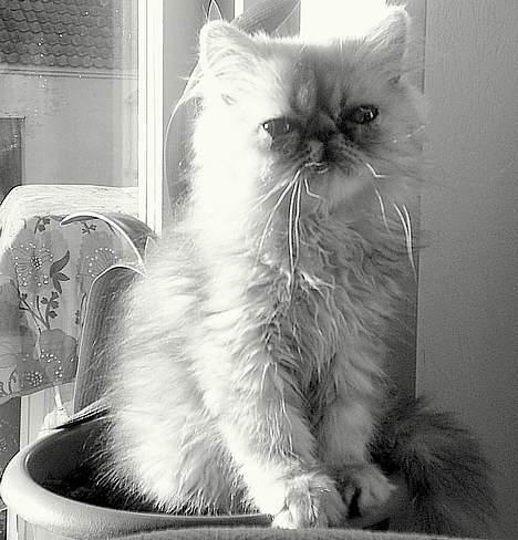 Perser Well-Done´s Sofus  billede 12