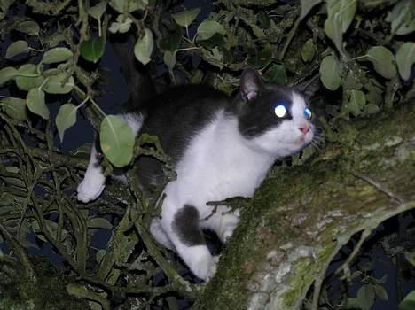 Huskat Pjevs - jeg har tjekket stærkassen, men ingen i.. billede 17