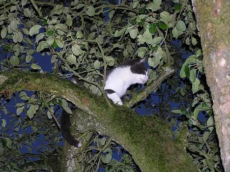 Huskat Pjevs - pjevs i det store træ.. billede 18