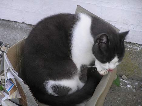 Huskat Pjevs - her ligger jeg altid når jeg venter på at far kommer hjem.. billede 19