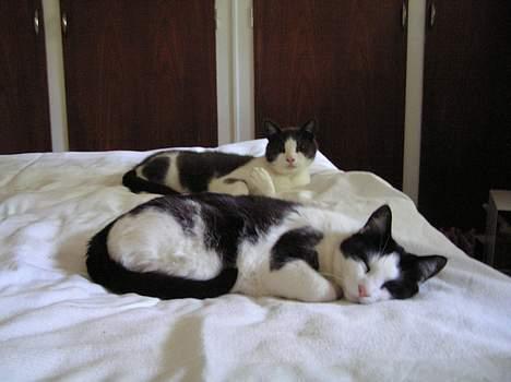 Huskat Missemor - tager lige en slapper i sengen.. billede 13