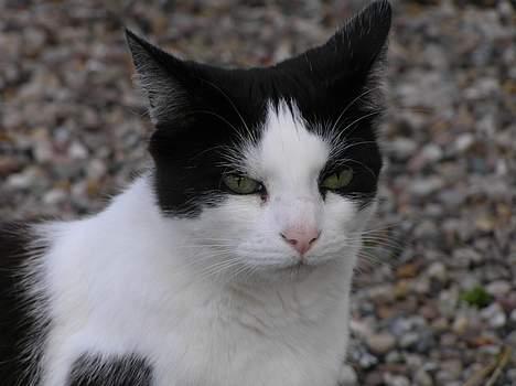 Huskat Missemor - sidder lige og lytter.. billede 14