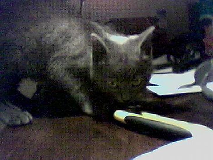 {{currentPhoto.altText}} billede {{currentPhoto.number}}