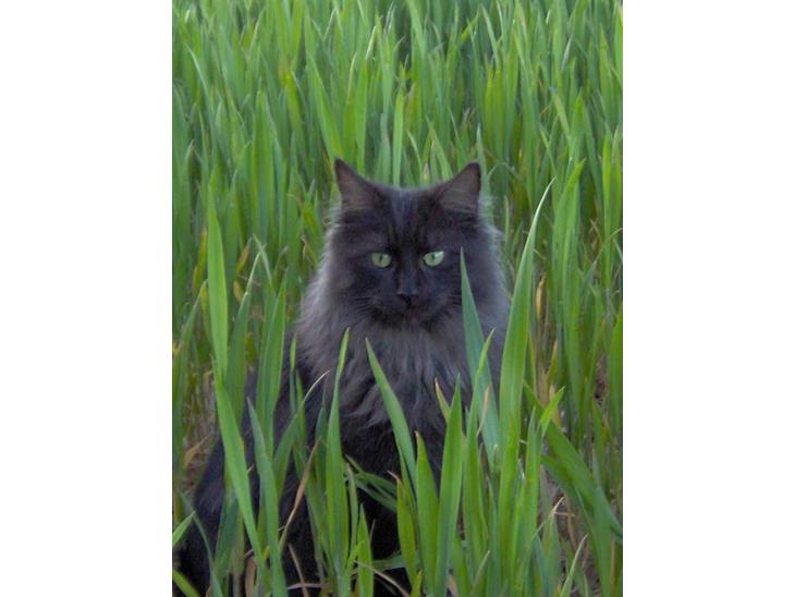 Maine Coon Pepzi - på marken billede 1