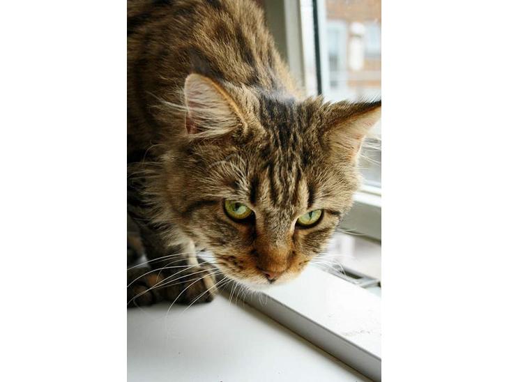 {{currentPhoto.altText}} billede {{currentPhoto.number}}