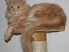 Maine Coon Mister Magoo