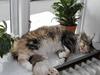 Maine Coon Mille