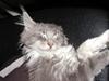 Maine Coon Popsi
