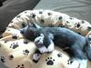 Blanding af racer katte mis