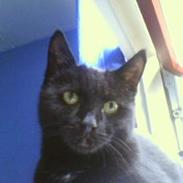 Blanding af racer BoingBoing