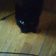 Blanding af racer BoingBoing