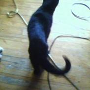 Blanding af racer BoingBoing