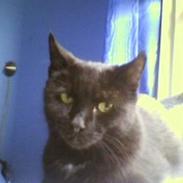 Blanding af racer BoingBoing