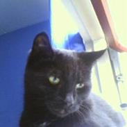 Blanding af racer BoingBoing