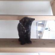 Blanding af racer Speedy "Lille mis"