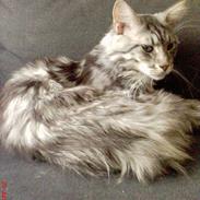 Maine Coon Frygtløs