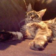 Maine Coon Frygtløs