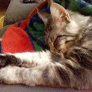 Maine Coon Frygtløs