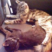 Maine Coon Frygtløs