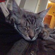 Maine Coon Frygtløs