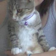 Huskat Lady *HAR HENDE IKKE MER*