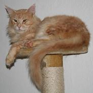 Maine Coon Mister Magoo