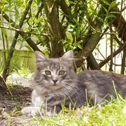 Blanding af racer Bella