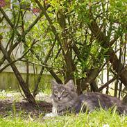 Blanding af racer Bella