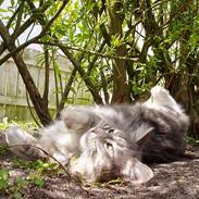 Blanding af racer Bella