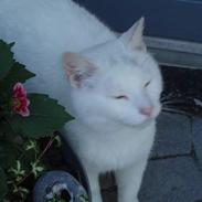 Huskat Skygge Faxe